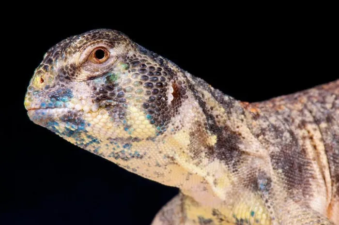Framed Print : Omani spiny-tailed lizard / Uromastyx thomasi Framed Print : Omani spiny-tailed lizard / Uromastyx thomasi