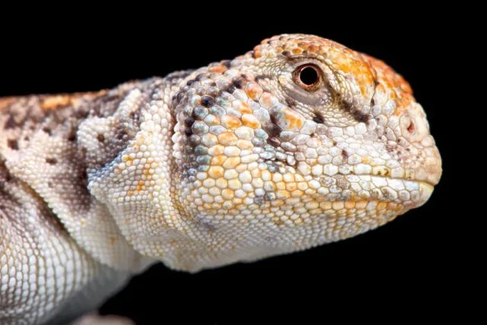 Framed Print : Omani Spiny-tailed Lizard (Uromastyx thomasi)