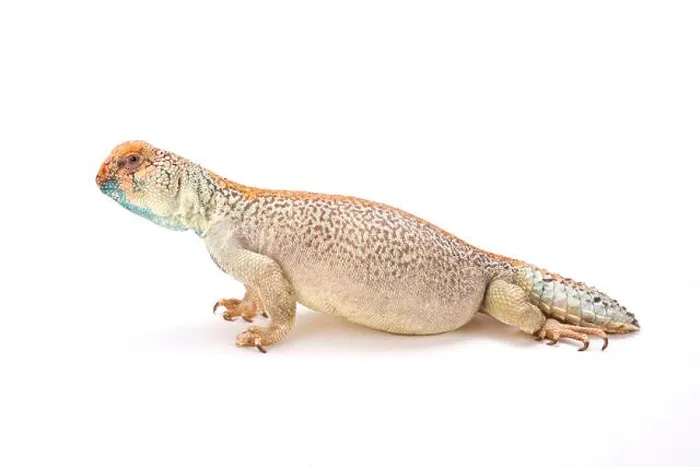Framed Print : Omani spiny-tailed lizard (Uromastyx thomasi) Framed Print : Omani spiny-tailed lizard (Uromastyx thomasi)