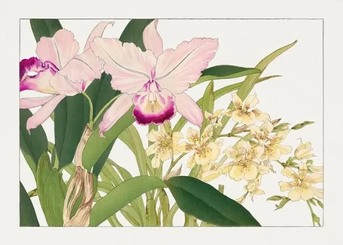 Framed Print : Oncidium orchid flower. Asian art. Japanese flower woodblock art by Tanigami Kônan Framed Print : Oncidium orchid flower. Asian art. Japanese flower woodblock art by Tanigami Kônan