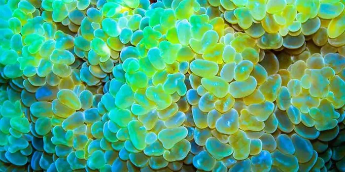 Framed Print : Opal Bubble Coral, Grape Coral, Pearl Coral, Bladder Coral, Plerogyra sinuosa, Coral Reef, Red Sea, Egypt, Africa Framed Print : Opal Bubble Coral, Grape Coral, Pearl Coral, Bladder Coral, Plerogyra sinuosa, Coral Reef, Red Sea, Egypt, Africa
