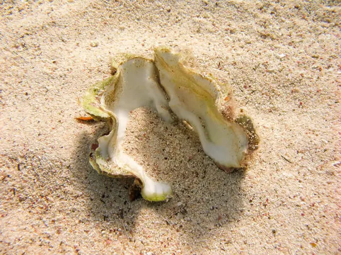 Framed Print : Open shell laying on the sea bed - Underwater at dive site Eelgarden in Dahab, Egypt Framed Print : Open shell laying on the sea bed - Underwater at dive site Eelgarden in Dahab, Egypt