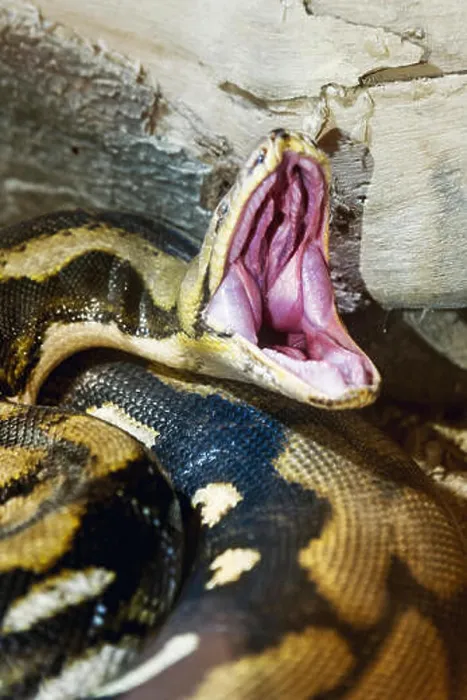 Framed Print : Opened mouth Python snake close up shot in a zoo Framed Print : Opened mouth Python snake close up shot in a zoo