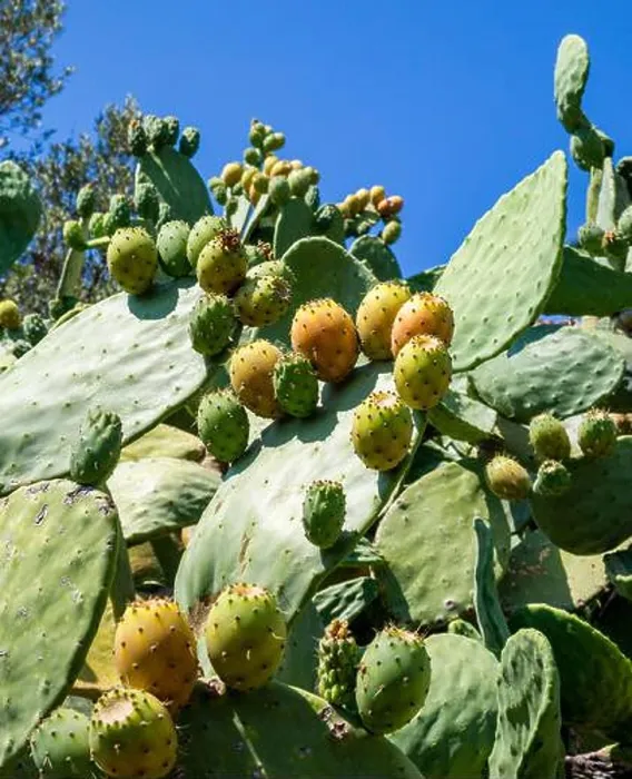 Framed Print : Opuntia cactus or Prickly Pear with edible new shoots - Alonissos Greece Framed Print : Opuntia cactus or Prickly Pear with edible new shoots - Alonissos Greece