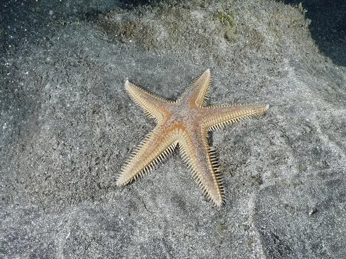 Framed Print : Orange Astropecten aranciacus (Astropecten aranciacus) lying on grey sand in the sea Framed Print : Orange Astropecten aranciacus (Astropecten aranciacus) lying on grey sand in the sea