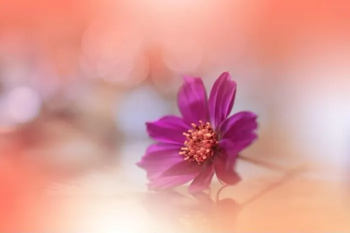 Framed Print : Orange Background.Fantasy Art.Creative Wallpaper.Beautiful Nature Background.Amazing Spring Cosmos Flower.Copy Space.Wedding Invitation.Abstract Macro