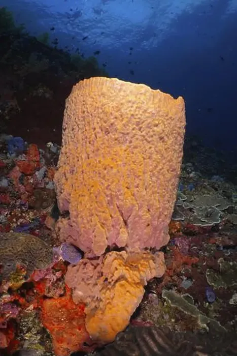 Framed Print : Orange Barrel sponge, barrel sponge (Xestospongia testudinaria) in the colourful seabed