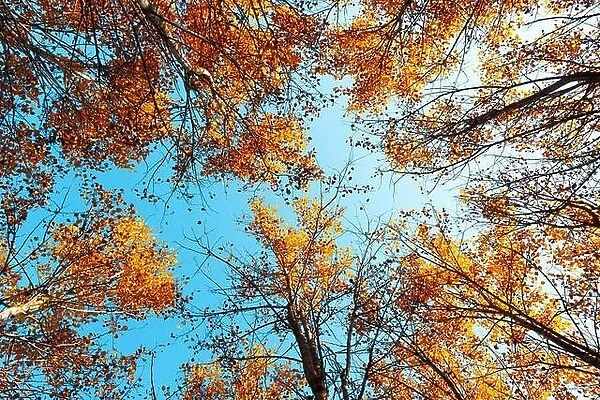 Orange birch tree with a blue sky on autumn forest. Nature beauty background