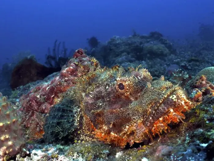 Framed Print : An orange-brown fish, fringed scorpionfish (Scorpaenopsis oxycephalus) Framed Print : An orange-brown fish, fringed scorpionfish (Scorpaenopsis oxycephalus)