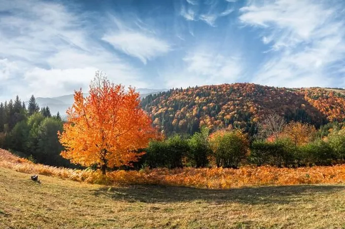 Framed Print : Orange cherry tree with bright leaves at autumn mountain valley. Carpathian mountains, Ukraine. Landscape photography panorama Framed Print : Orange cherry tree with bright leaves at autumn mountain valley. Carpathian mountains, Ukraine. Landscape photography panorama