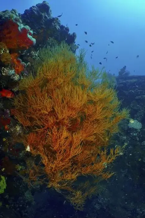 Framed Print : Orange-coloured Black coral (Antipathes dichotoma) and fish enliven a wreck in the deep blue ocean Framed Print : Orange-coloured Black coral (Antipathes dichotoma) and fish enliven a wreck in the deep blue ocean
