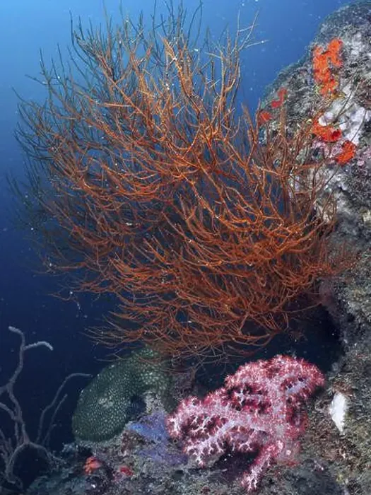 Framed Print : An orange-coloured Black coral (Antipathes dichotoma) rises in front of a rocky outcrop in the ocean