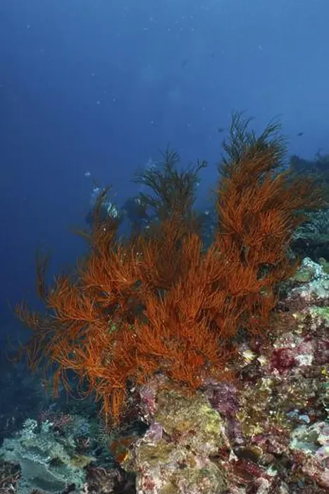Framed Print : Orange coloured Black coral (Antipathes dichotoma) rising from a coral cliff in the blue ocean Framed Print : Orange coloured Black coral (Antipathes dichotoma) rising from a coral cliff in the blue ocean