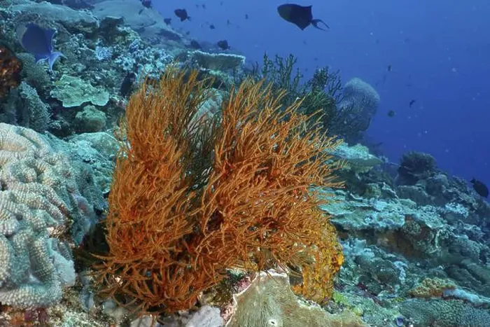 Framed Print : An orange-coloured Black coral (Antipathes dichotoma) stands out in a lively underwater world Framed Print : An orange-coloured Black coral (Antipathes dichotoma) stands out in a lively underwater world