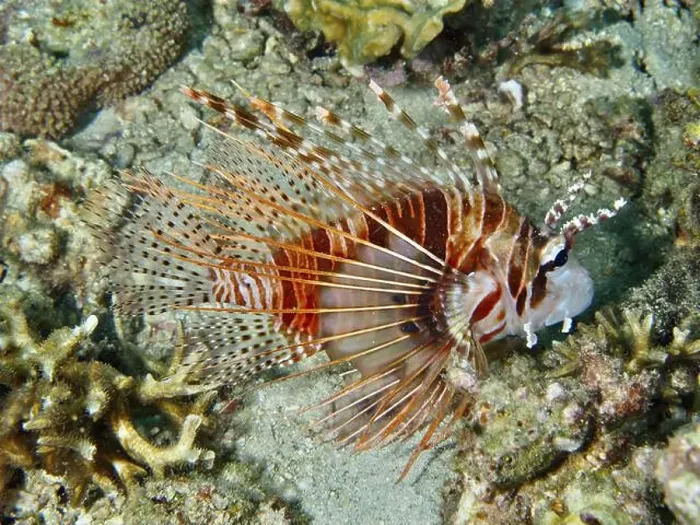Framed Print : An orange-coloured lionfish with spiny fins Framed Print : An orange-coloured lionfish with spiny fins
