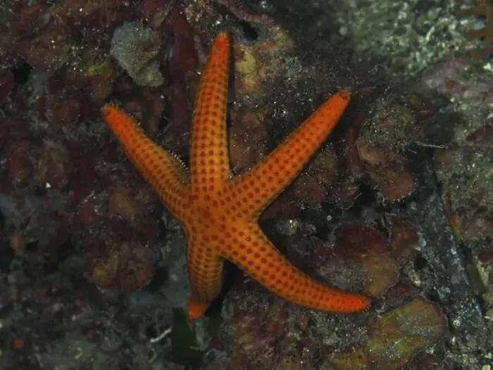 Framed Print : Orange-coloured starfish (Hacelia attenuata) on the seabed in a diverse underwater landscape Framed Print : Orange-coloured starfish (Hacelia attenuata) on the seabed in a diverse underwater landscape