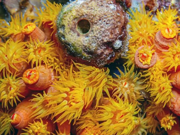 Framed Print : Orange cup coral, Tubastraea coccinea, belongs to a group of corals known as large-polyp stony corals Framed Print : Orange cup coral, Tubastraea coccinea, belongs to a group of corals known as large-polyp stony corals