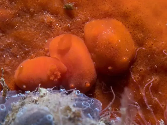 Framed Print : Three Orange dorids (Rostanga elandsia) sea slugs underwater on an orange sea sponge Framed Print : Three Orange dorids (Rostanga elandsia) sea slugs underwater on an orange sea sponge