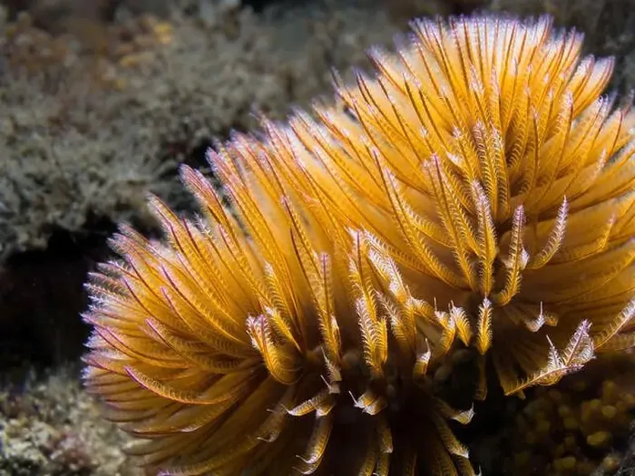 Framed Print : An orange Feather-duster worm or giant fanworm (Sabellastarte longa) closeup Framed Print : An orange Feather-duster worm or giant fanworm (Sabellastarte longa) closeup