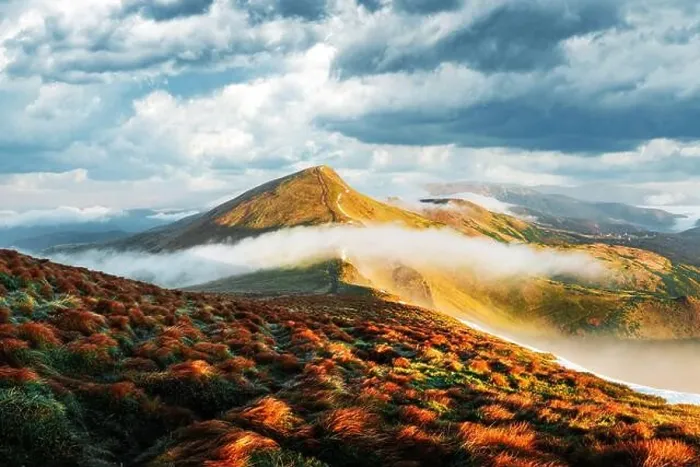 Framed Print : Orange grass trembling in the wind in autumn mountains at sunrise. A soft mist flows through the mountain peaks. Carpathian mountains, Ukraine