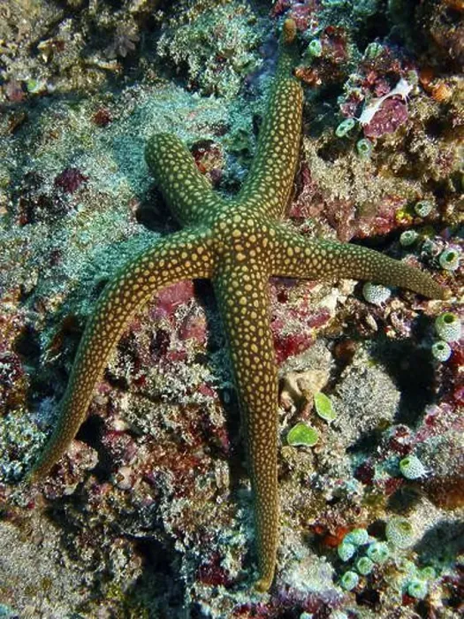 Framed Print : Orange-green starfish, New Caledonia starfish Framed Print : Orange-green starfish, New Caledonia starfish