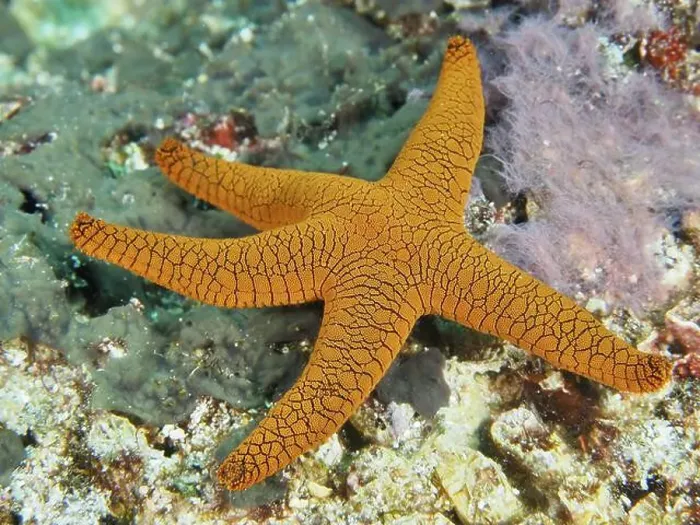 Framed Print : Orange Indian starfish (Fromia indica) with distinctive pattern on a coral reef Framed Print : Orange Indian starfish (Fromia indica) with distinctive pattern on a coral reef