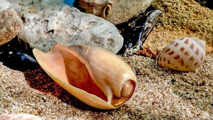 Framed Print : Orange Ornate olive snail or cryptospira seashell on a sand underwater Framed Print : Orange Ornate olive snail or cryptospira seashell on a sand underwater