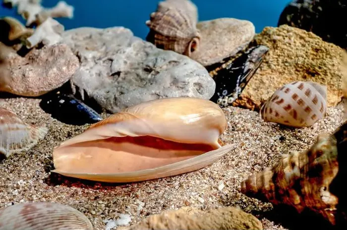 Framed Print : Orange Ornate olive snail or cryptospira seashell on a sand underwater Framed Print : Orange Ornate olive snail or cryptospira seashell on a sand underwater