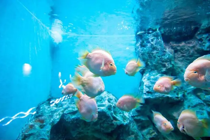 Framed Print : Orange parrot fish in the aquarium Framed Print : Orange parrot fish in the aquarium