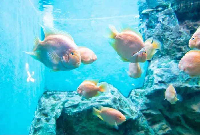 Framed Print : Orange parrot fish in the aquarium Framed Print : Orange parrot fish in the aquarium