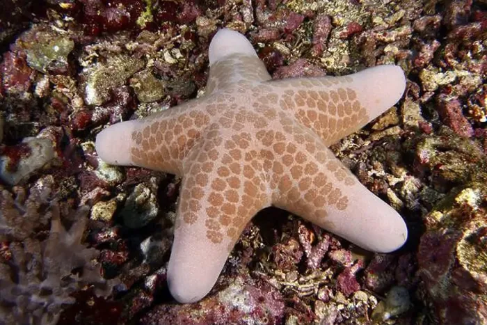 Framed Print : Orange-patterned starfish, granulated roller star (Choriaster granulatus) Framed Print : Orange-patterned starfish, granulated roller star (Choriaster granulatus)