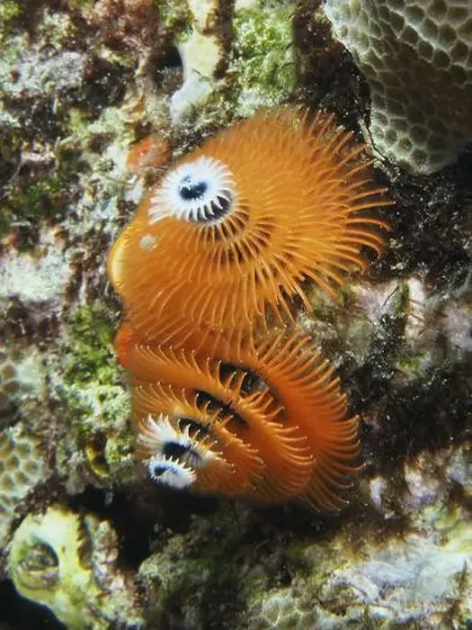 Framed Print : Orange spiral worms, Indo-Pacific Christmas tree worm (Spirobranchus corniculatus) Framed Print : Orange spiral worms, Indo-Pacific Christmas tree worm (Spirobranchus corniculatus)
