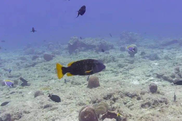 Framed Print : Orange-spotted emperor fish (Lethrinus erythracanthus) in the coral reef of Maldives island