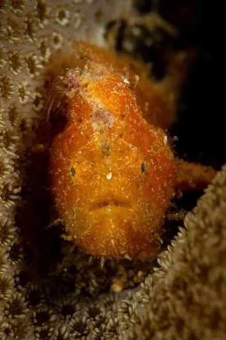Framed Print : Orange Striated Frogfish (Antennarius striatus) inside hard coral, Lembeh Strait, Indonesia Framed Print : Orange Striated Frogfish (Antennarius striatus) inside hard coral, Lembeh Strait, Indonesia