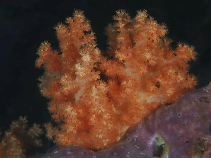 Framed Print : Orange tree coral (Dendronephthya) unfolding on a seabed Framed Print : Orange tree coral (Dendronephthya) unfolding on a seabed
