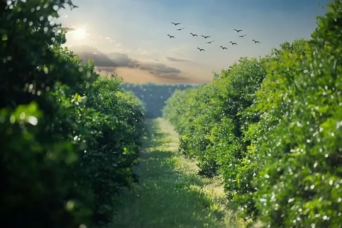 Framed Print : orange trees in plantation in sunset