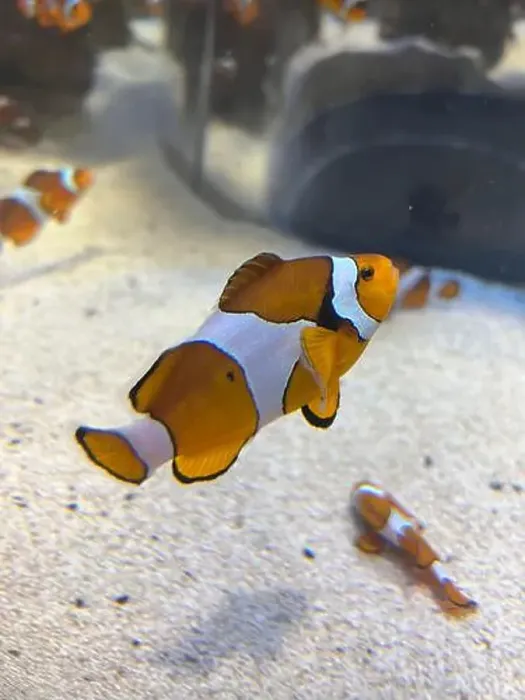 Framed Print : An orange and white clown fish in Aquarium Framed Print : An orange and white clown fish in Aquarium