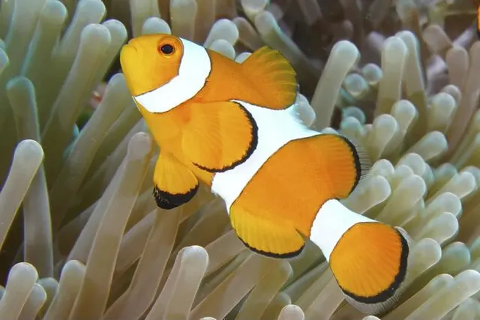 Framed Print : An orange and white Ocellaris Clownfish (Amphiprion ocellaris) swimming in a sea anemone in the ocean