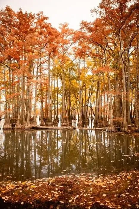 Framed Print : Orange and yellow cypress trees growing in lake in autumn Framed Print : Orange and yellow cypress trees growing in lake in autumn