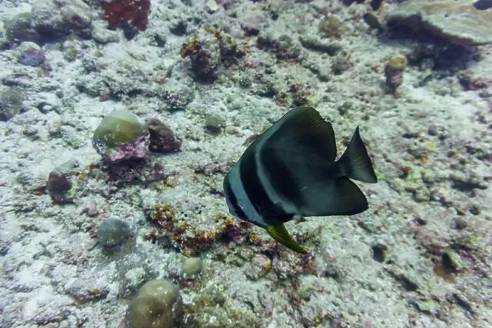 Framed Print : Orbicular batfish (Platax orbicularis) in the coral reef of Maldives island Framed Print : Orbicular batfish (Platax orbicularis) in the coral reef of Maldives island
