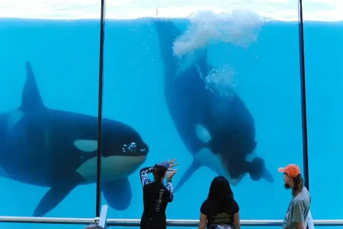 Framed Print : Orca Display: A Majestic Interaction Between Trainers and Tourists Framed Print : Orca Display: A Majestic Interaction Between Trainers and Tourists