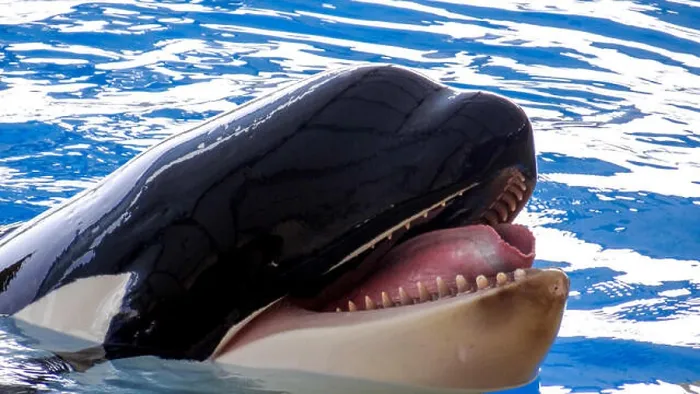 Framed Print : Orca, killer whale, face of orca, big tongue Framed Print : Orca, killer whale, face of orca, big tongue
