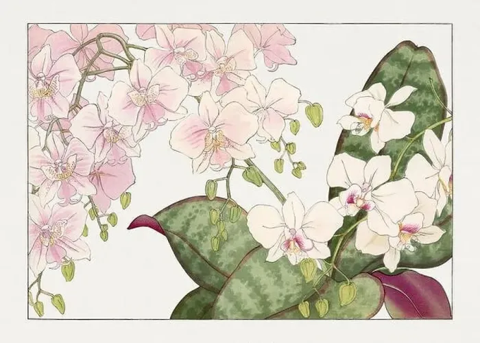 Framed Print : Orchid flower. Asian art. Japanese flower woodblock art by Tanigami Kônan Framed Print : Orchid flower. Asian art. Japanese flower woodblock art by Tanigami Kônan