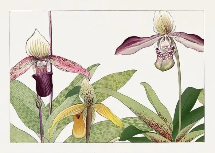 Framed Print : Orchids. Asian art. Japanese flower woodblock art by Tanigami Kônan