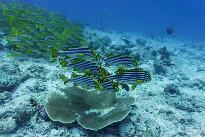 Framed Print : Oriental Sweetlips fish (Plectorhinchus vittatus) in the coral reef of Maldives island Framed Print : Oriental Sweetlips fish (Plectorhinchus vittatus) in the coral reef of Maldives island