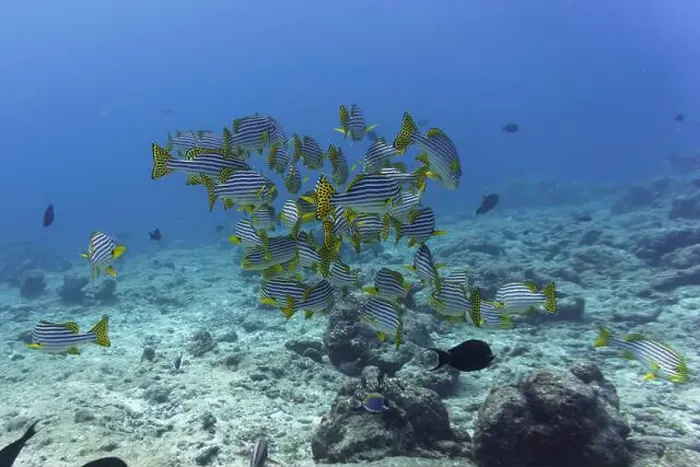 Framed Print : Oriental Sweetlips fish (Plectorhinchus vittatus) in the coral reef of Maldives island
