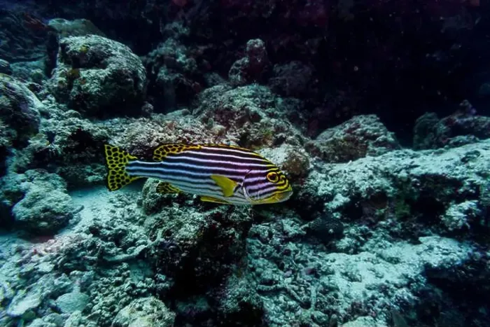 Framed Print : Oriental Sweetlips fish (Plectorhinchus vittatus) in the coral reef of Maldives island Framed Print : Oriental Sweetlips fish (Plectorhinchus vittatus) in the coral reef of Maldives island
