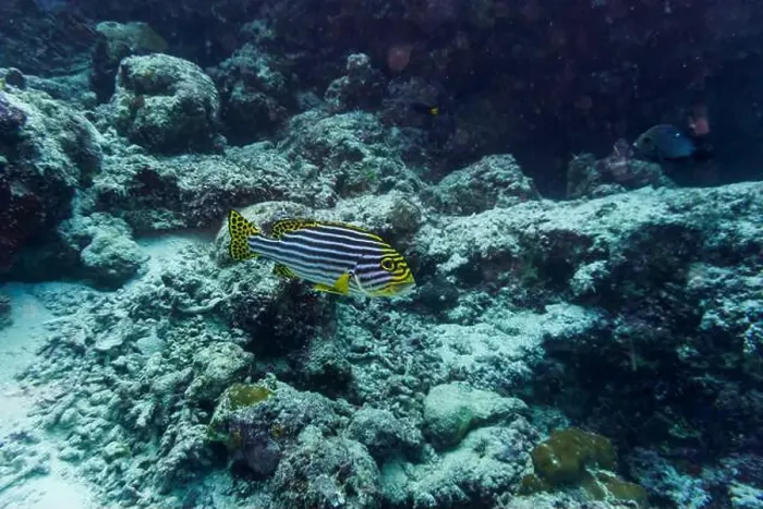 Framed Print : Oriental Sweetlips fish (Plectorhinchus vittatus) in the coral reef of Maldives island Framed Print : Oriental Sweetlips fish (Plectorhinchus vittatus) in the coral reef of Maldives island