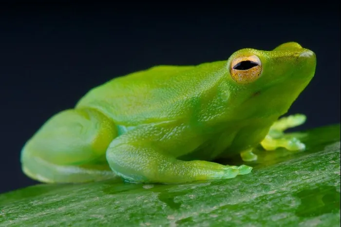 Framed Print : Orinoco lime treefrog / Sphaenorhynchus lacteus Framed Print : Orinoco lime treefrog / Sphaenorhynchus lacteus