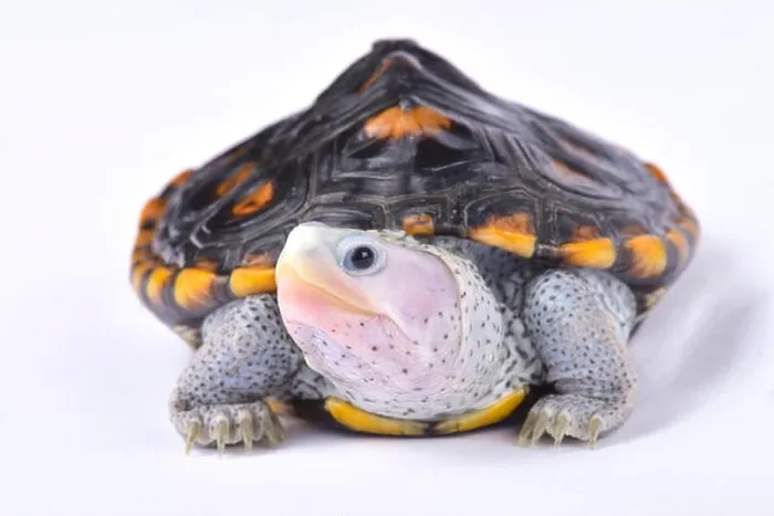 Framed Print : Ornate diamondback terrapin, Malaclemys terrapin macrospilota